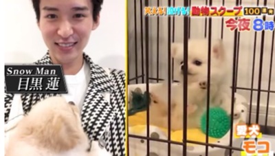 目黒蓮　愛犬　ペット　モコ