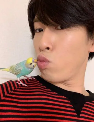 宮舘涼太　ペット　愛犬　セキセイインコ　トイプードル