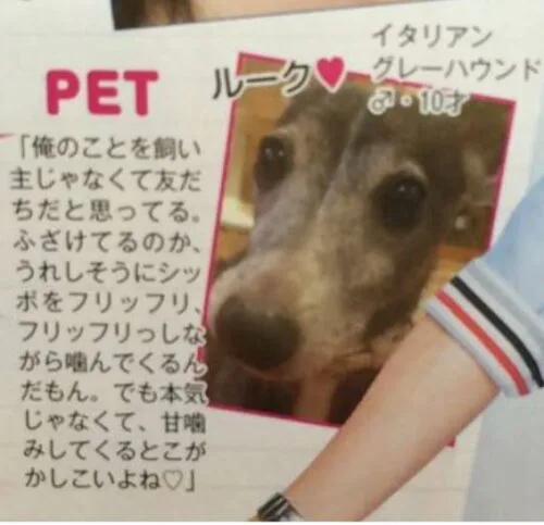 松村北斗　愛犬　ペット　ルーク