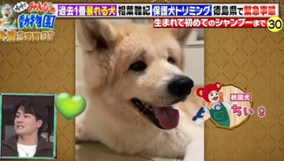 森本慎太郎　愛犬　ペット　シェリー　ちぃ　犬種　名前