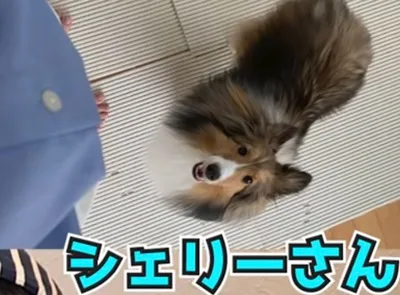 森本慎太郎　愛犬　ペット　シェリー　ちぃ　犬種　名前