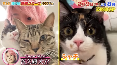 佐久間大介　ペット　猫