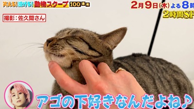 佐久間大介　ペット　猫　ツナ　保護猫　名前